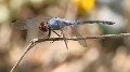 J19_9041 Potamarcha congener male